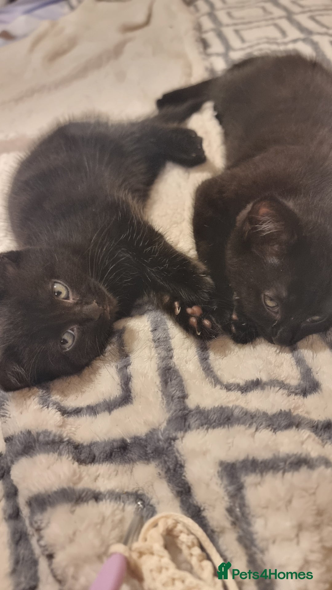 Mixed Breed cats for sale: Phoenix, Cloudy and Rose  - Image 3