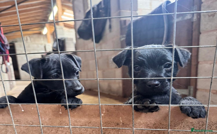 Patterdale Terrier dogs - Advert 3