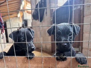 Patterdale Terrier dogs - Advert 30