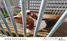 Basset Hound dogs for sale: 🐾 Two Beautiful Female Basset Hounds🐾 - Image 8