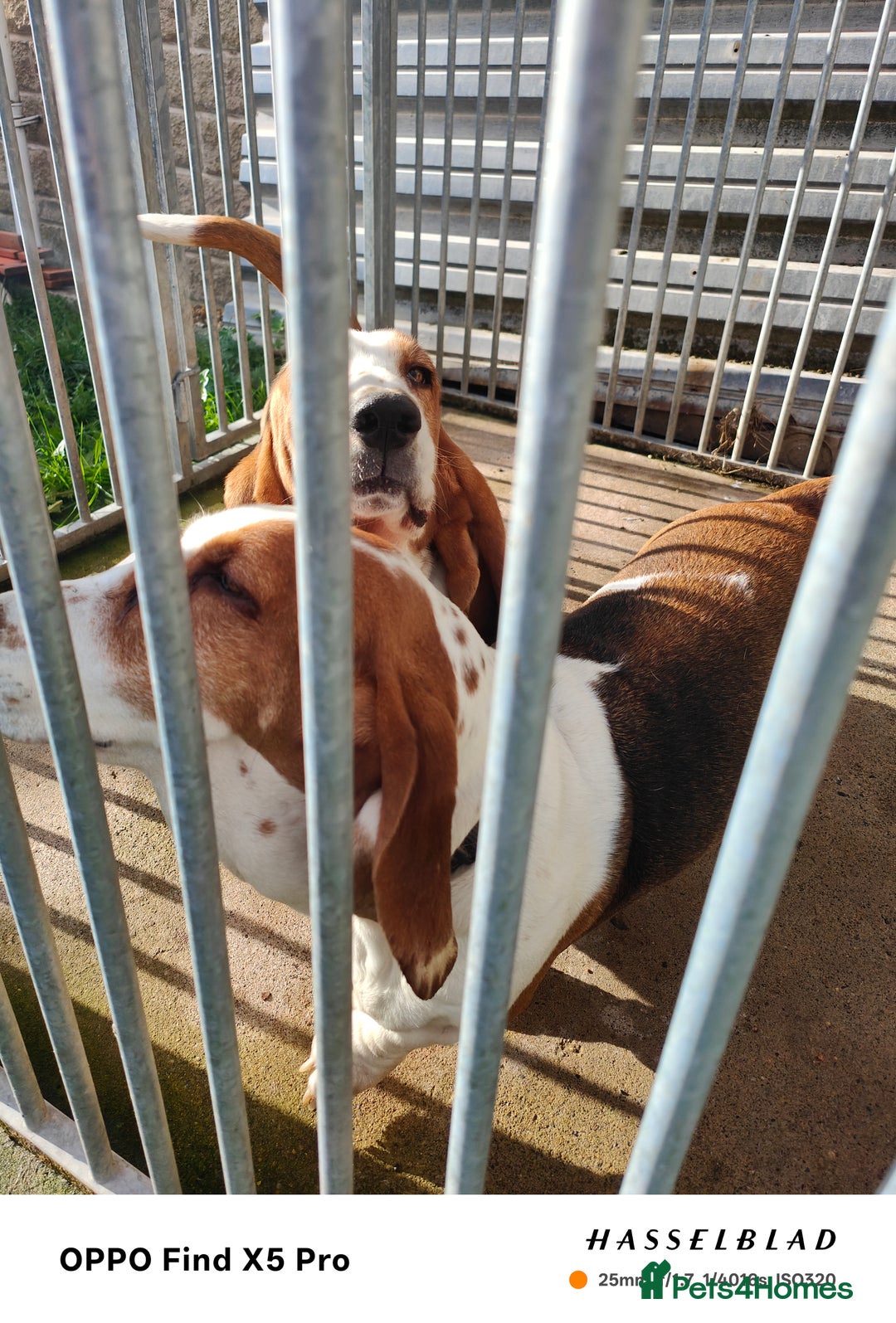 Basset Hound dogs for sale: 🐾 Two Beautiful Female Basset Hounds🐾 - Image 8