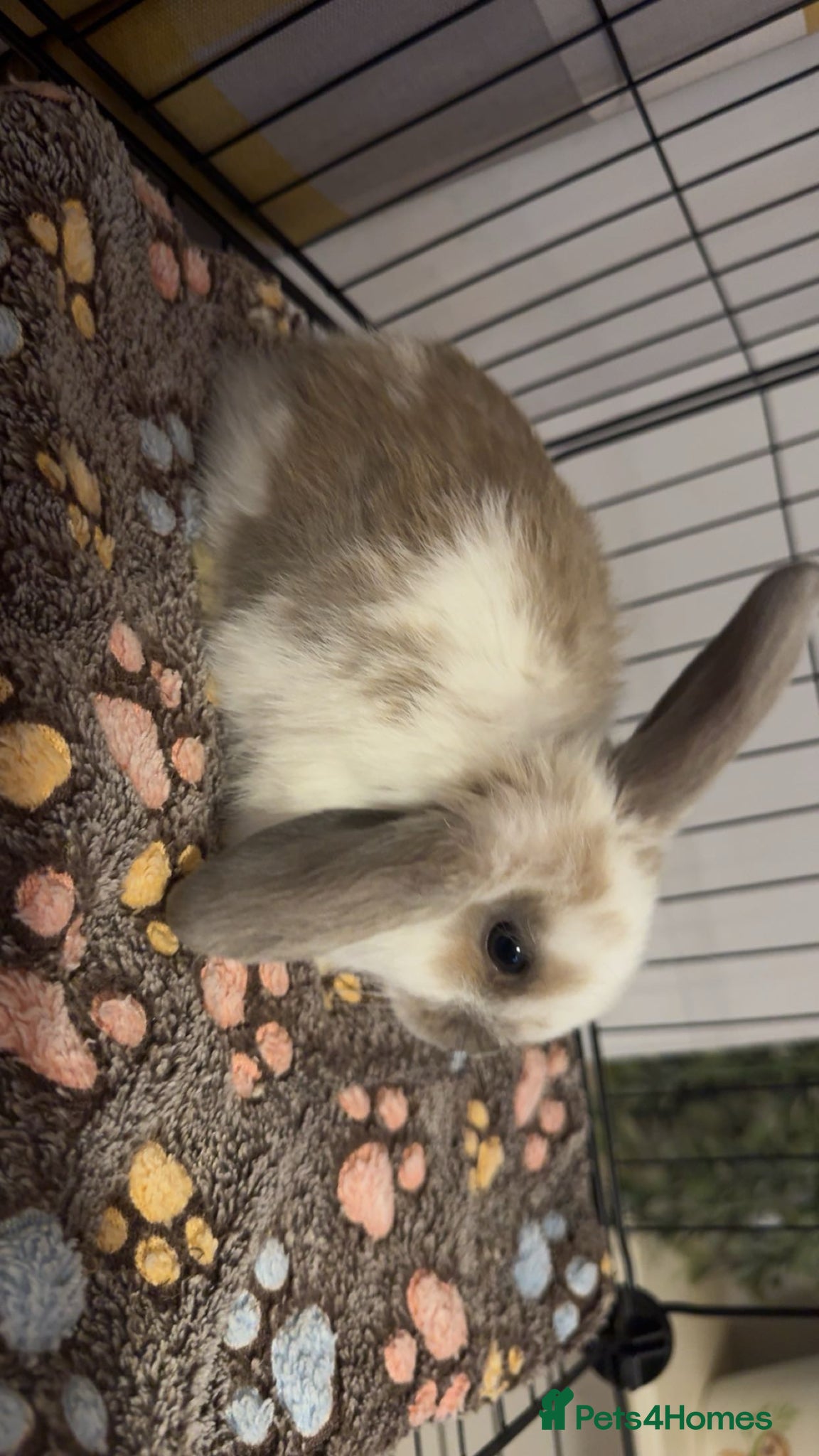 Mixed Breed rabbits Mini lop/lion lop bunnies - Advert 1