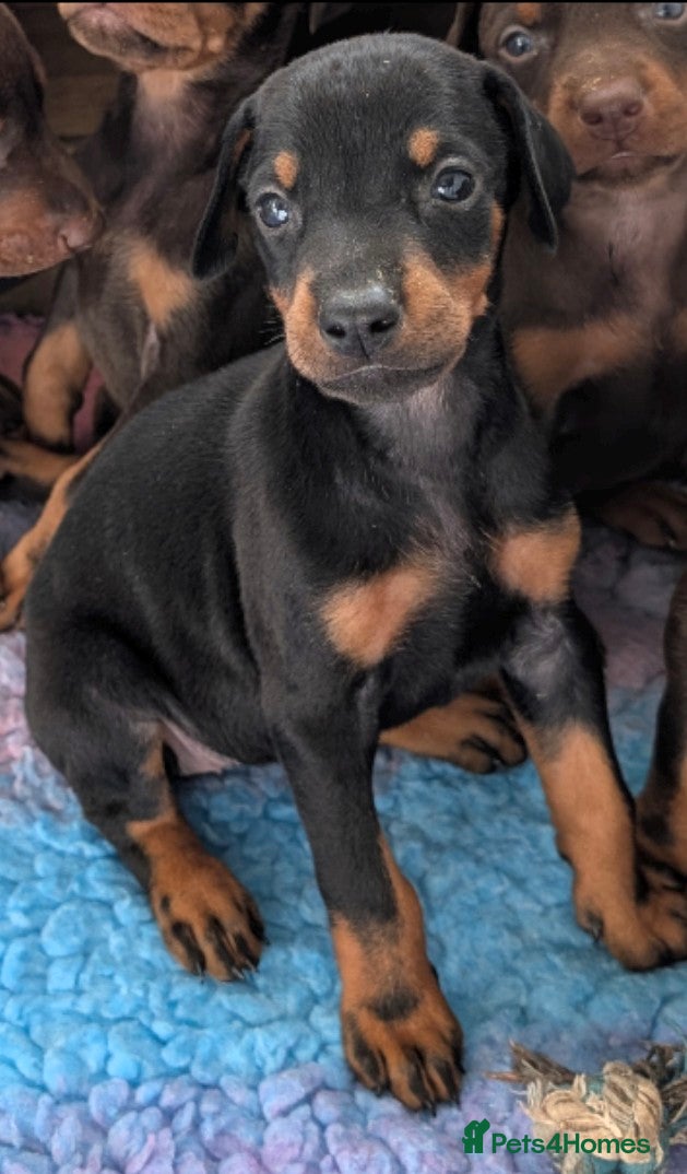 Dobermann dogs Beautiful KC Doberman Pups - Advert 2