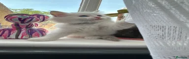 Ragdoll 5