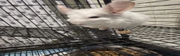 Chinchilla rodents for sale: ❄️Beautiful Pink White Chinchilla with Red Eyes❄️ - Advert 10