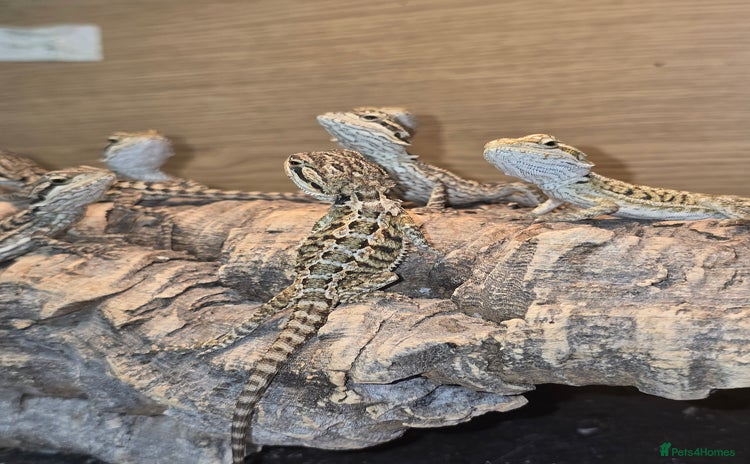 Bearded Dragon reptiles - Advert 3