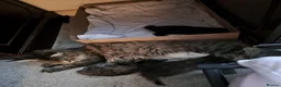 Maine Coon cats for sale: Maine Coon Kittens for Sale - Advert 20
