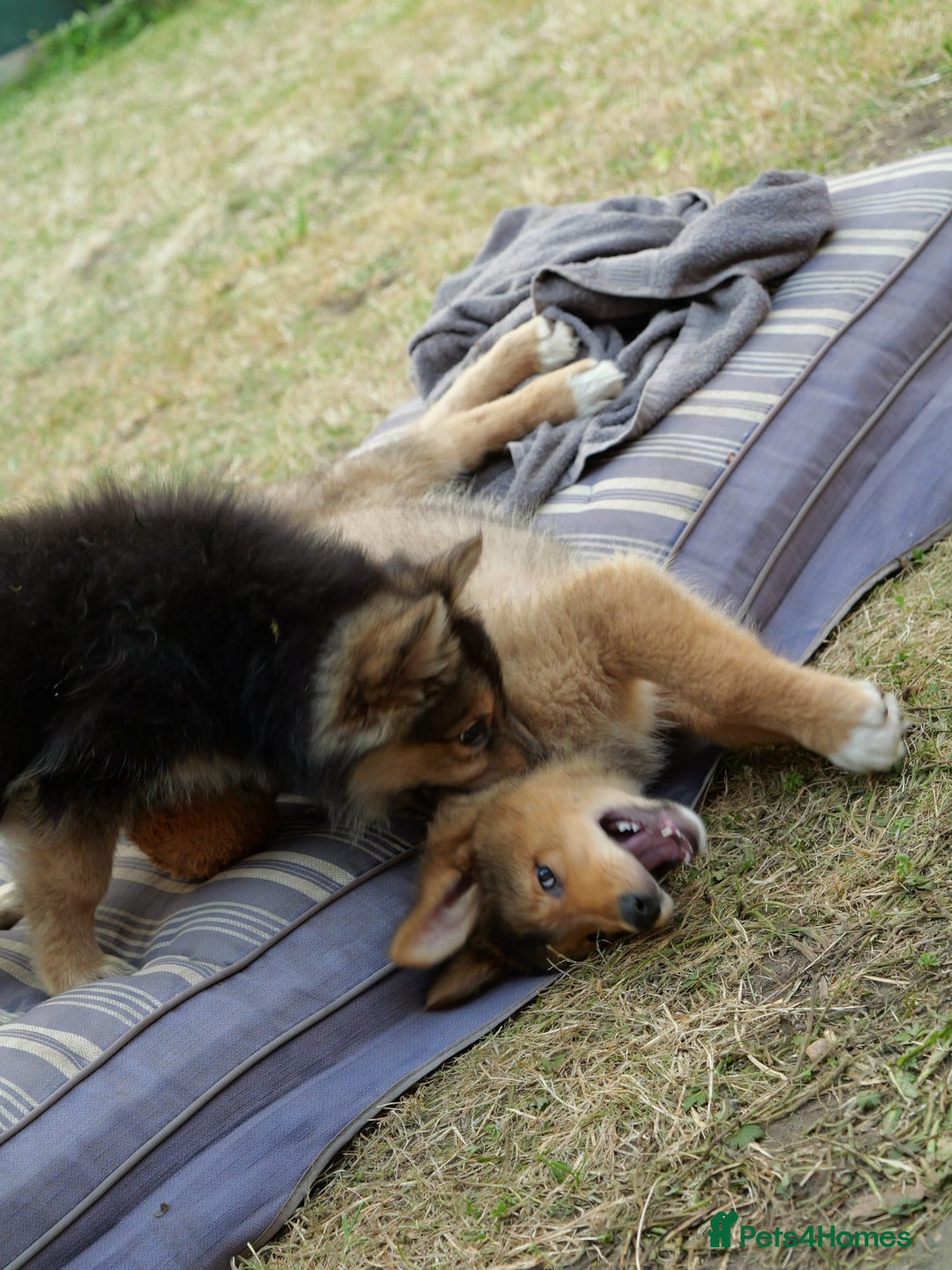 Mixed Breed dogs for sale: Shollies  in Rochdale - Image 35