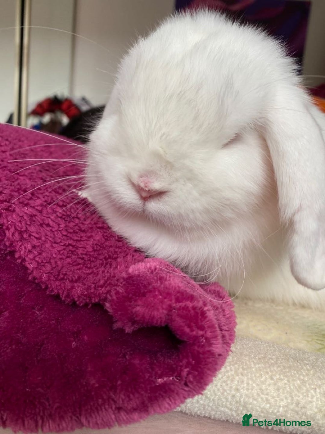 Mini Lop rabbits for sale: Cute, friendly white female mini lop bunny  - Advert 4