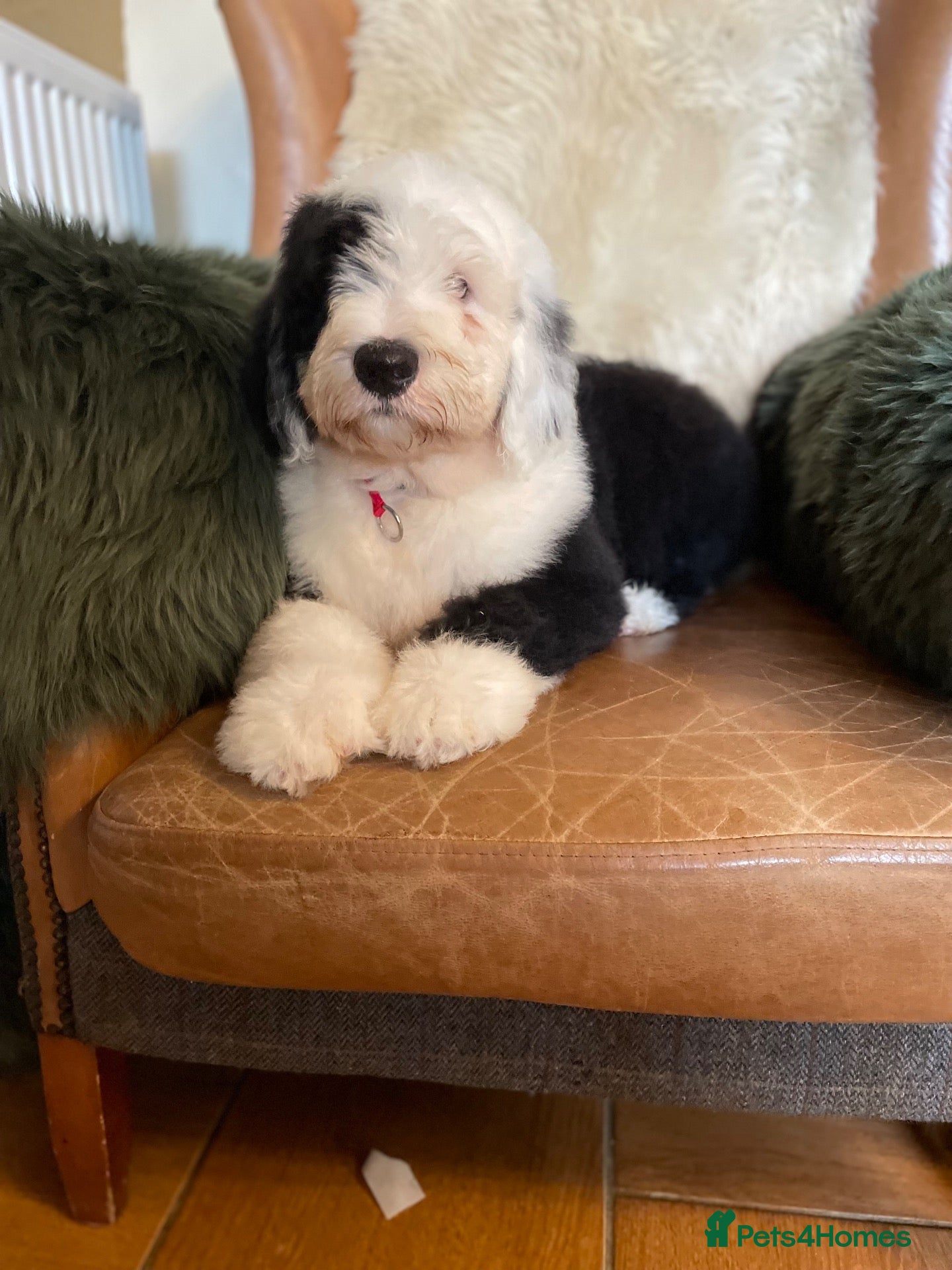 Old English Sheepdog dogs for sale: Old English sheep dog kc - Advert 1
