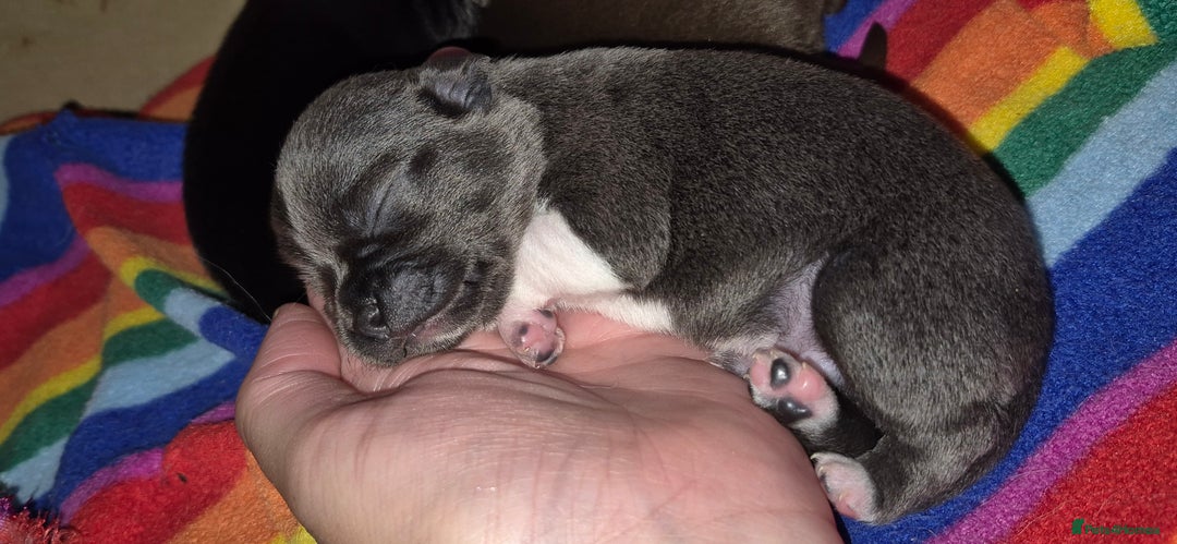 Chihuahua dogs for sale: ❤️Amazing Chihuahua Puppies - Image 9