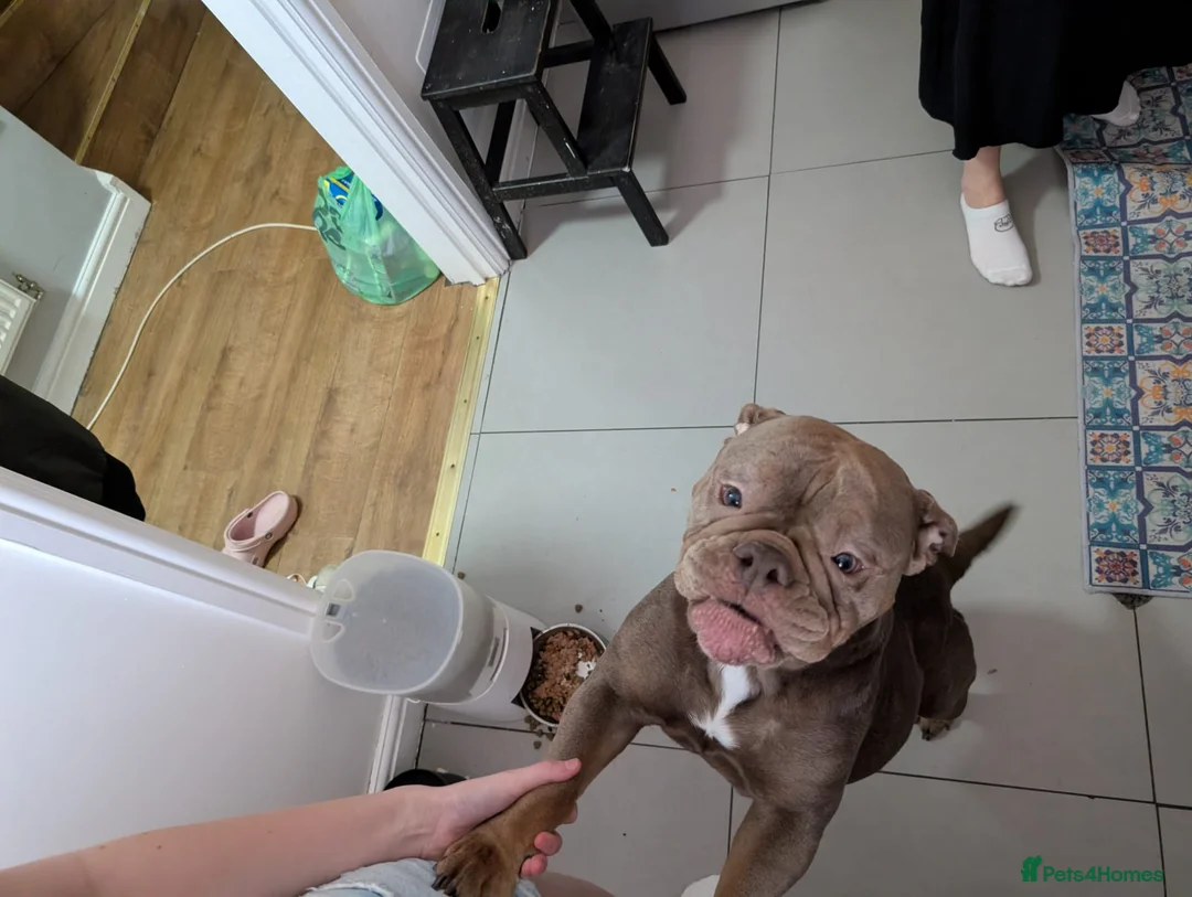 Dorset Olde Tyme Bulldogge dogs for sale: Beautiful puppies looking for home - Advert 1