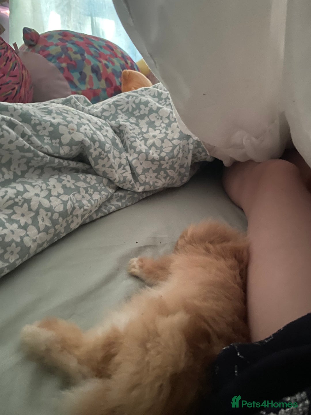 Lionhead rabbits for sale: Baby rabbit  - Advert 6