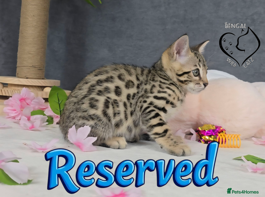 Bengal cats for sale: 1 beautiful boy from tica champion lines - Image 8