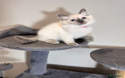 Ragdoll cats for sale: All Rehomed Thankyou  - Image 2