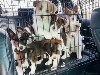 Border Collie dogs Pure Bred Border Collie Puppies For Sale - Advert 4