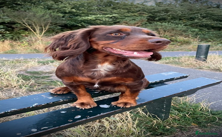 Cocker Spaniel dogs - Advert 1