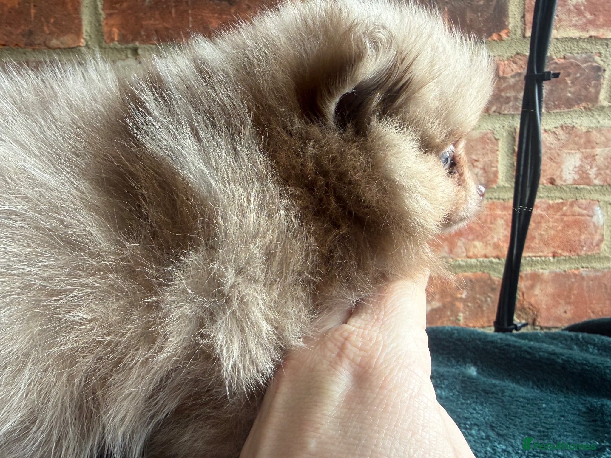 Pomeranian dogs 🧸 Incredible Teddy Bear Thai Line Pom puppies 🧸 - Advert 2