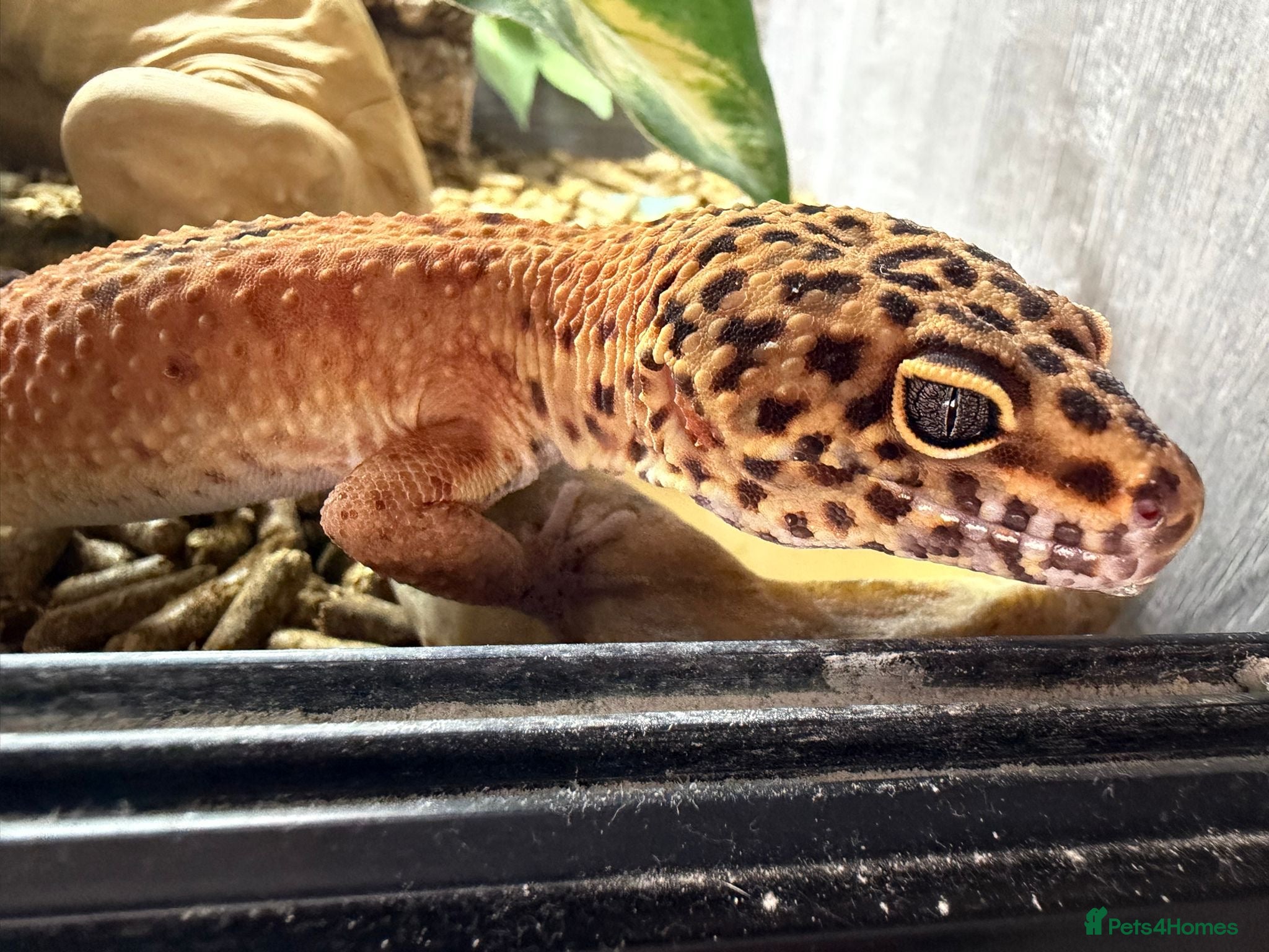 Leopard Gecko reptiles Leopard gecko for sale  - Advert 1