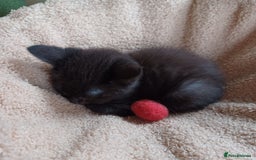 Mixed Breed cats for sale: Last 2 black kittens - Image 3