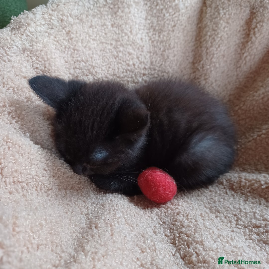 Mixed Breed cats for sale: Last 2 black kittens - Image 3