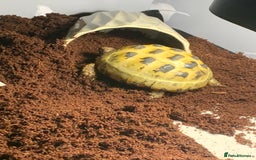 Tortoise reptiles for sale: Selling my beautiful Russian tortoise. - Image 11