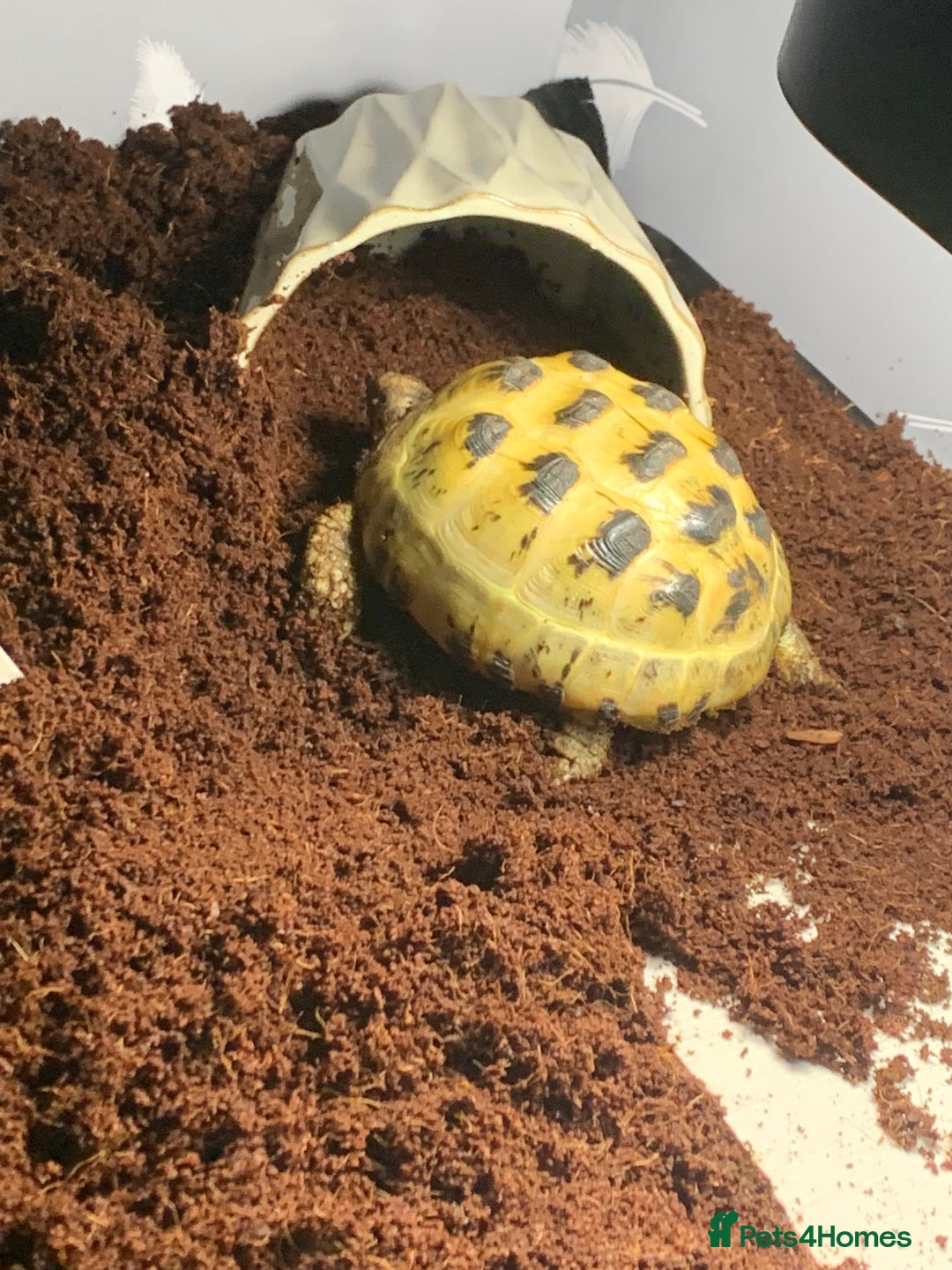Tortoise reptiles for sale: Selling my beautiful Russian tortoise. - Image 11