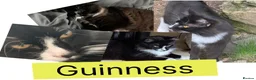 Domestic Shorthair cats for sale: 6 Domestic Shorthairs Available To Loving Home - Advert 5