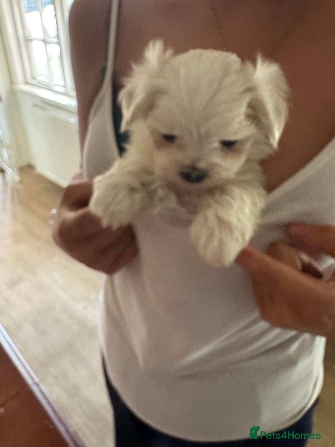 Maltese dogs for sale: 𝐓𝐢𝐧𝐲 𝐊𝐨𝐫𝐞𝐚𝐧 𝐌𝐚𝐥𝐭𝐞𝐬𝐞 𝐩𝐮𝐩𝐬 🐶  - Image 5