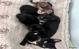 Mixed Breed cats for sale: 2 adorable boys READY TO GO - Image 7