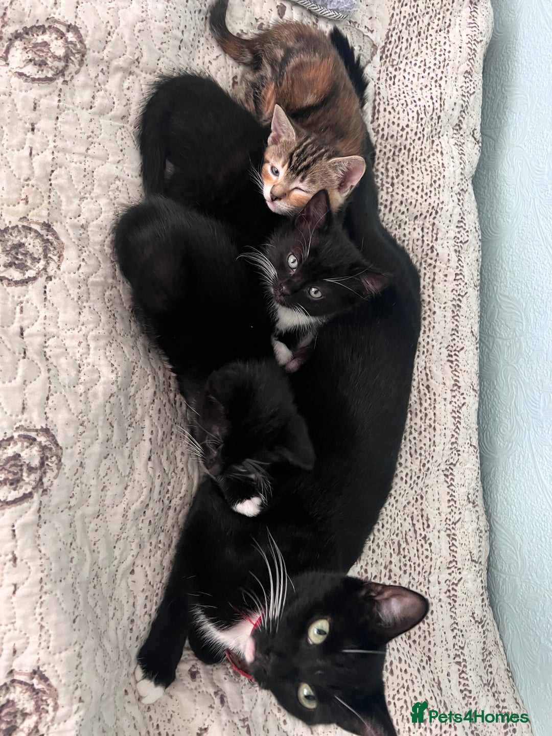 Mixed Breed cats for sale: 2 adorable boys READY TO GO - Image 7