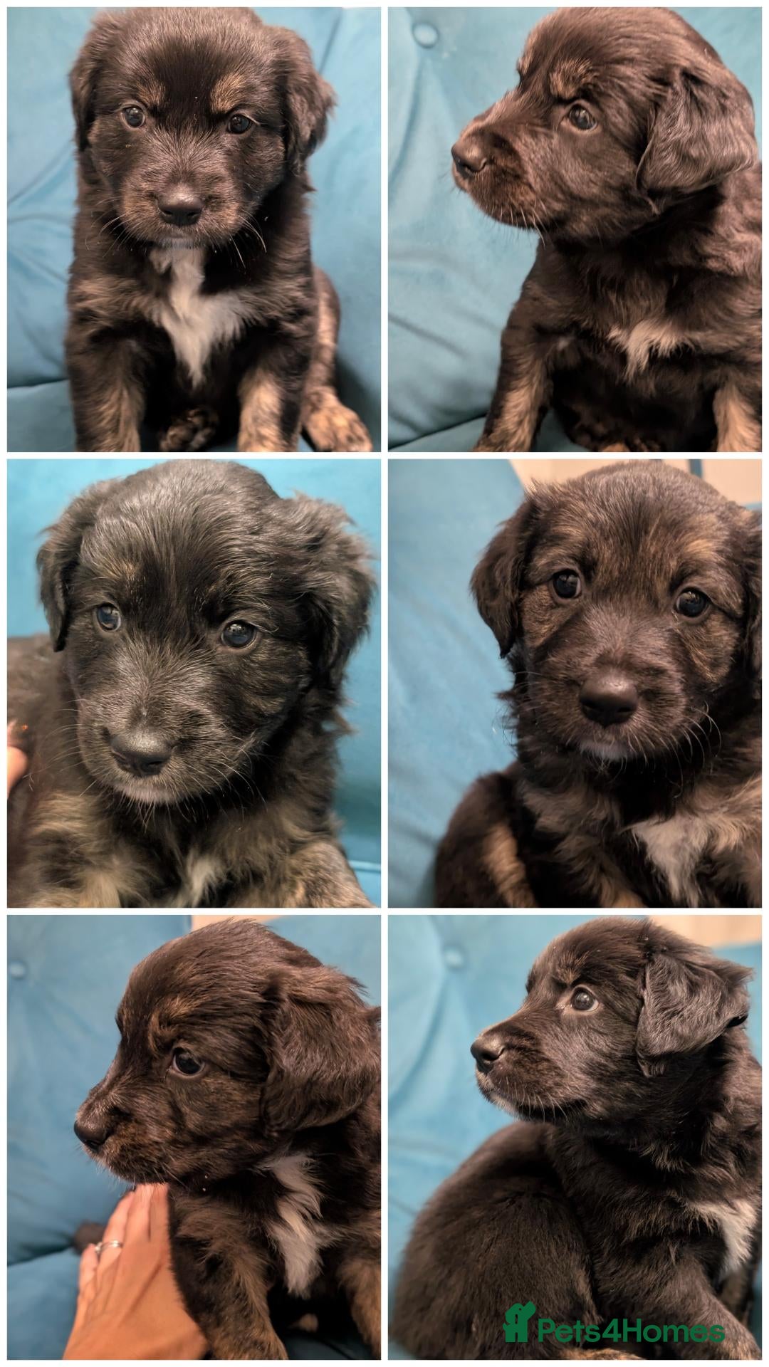 Mixed Breed dogs Tri colour border collie/Golden retriever cross - Advert 1