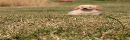 Labradoodle dogs for sale: Labradoodle puppies  - Advert 13