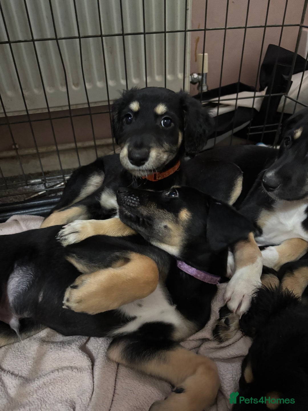 Mixed Breed dogs for sale: 3/4 saluki x 1/4 whippet puppies - Image 5