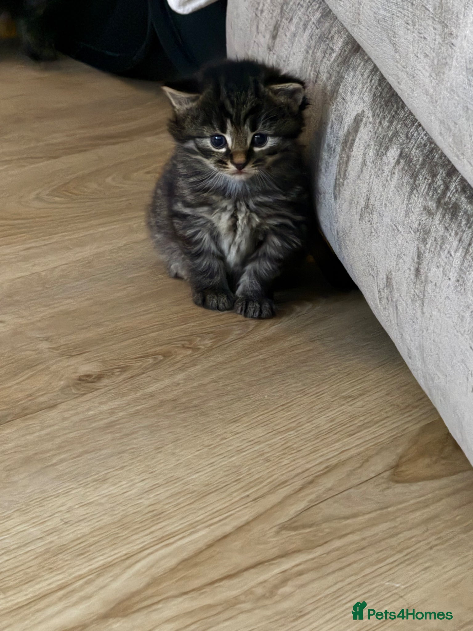 Maine Coon cats Main coon kittens - Advert 17