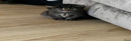 Maine Coon cats for sale: Main coon kittens - Advert 2