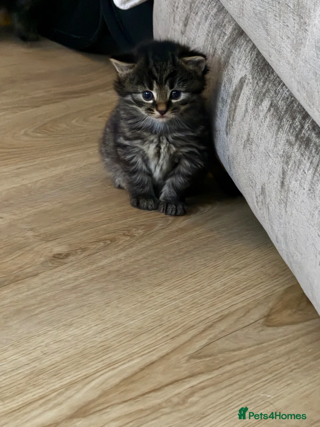 Maine Coon cats for sale: Main coon kittens - Advert 2