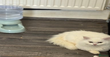 Mixed Breed cats - Advert 11