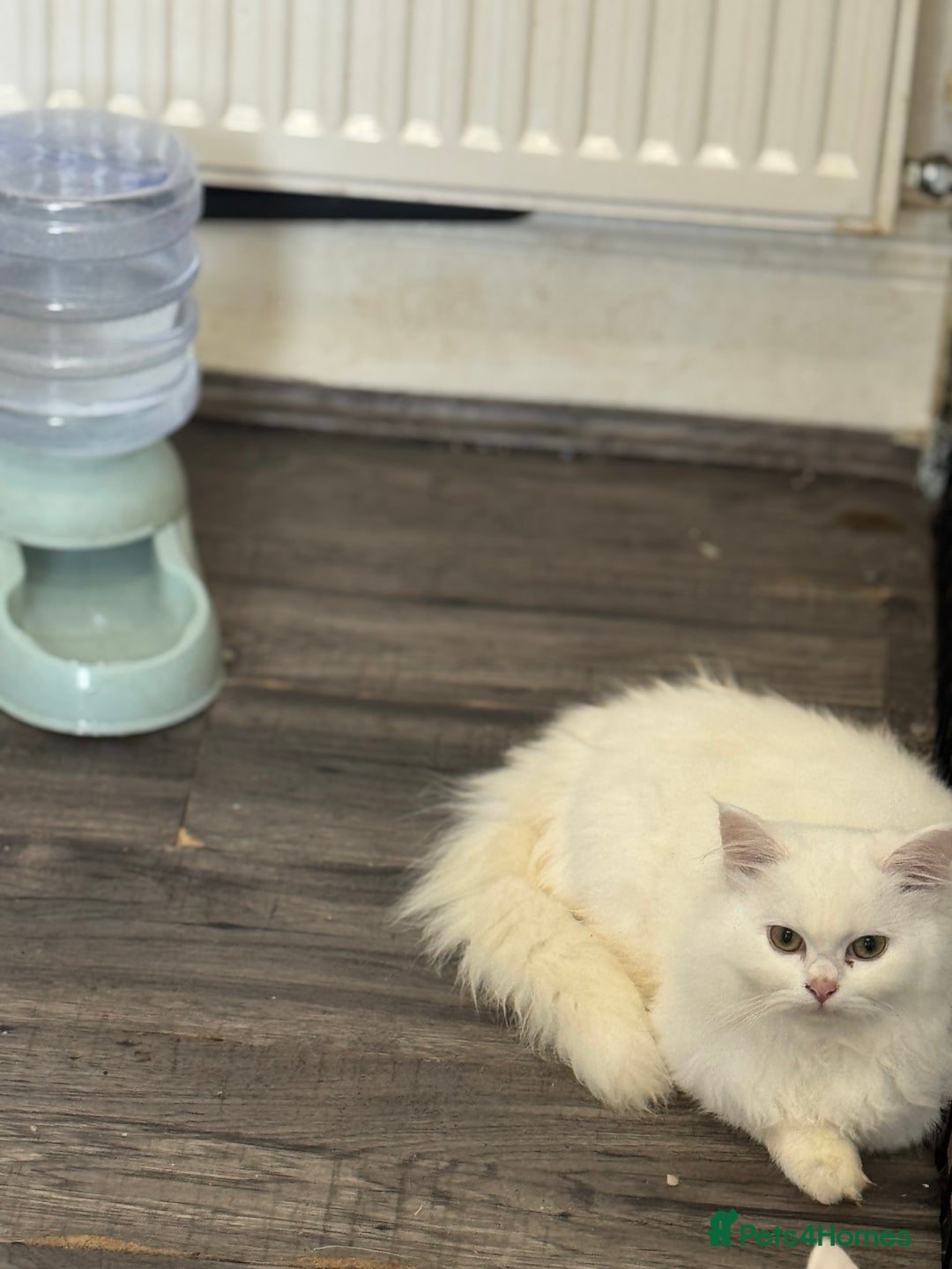 Mixed Breed cats for sale: Lovely white kittens 💕 - Image 3