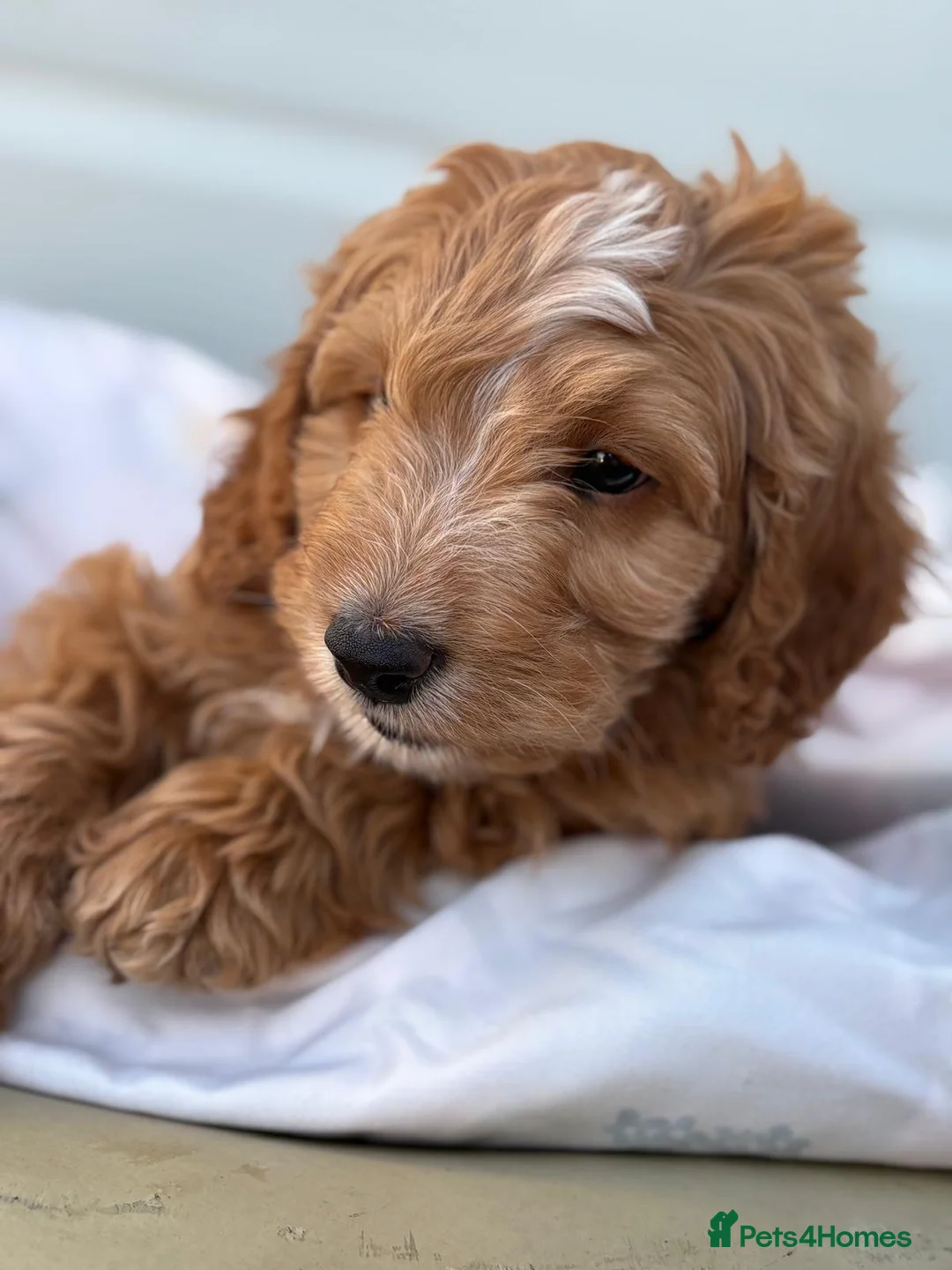 Cockapoo dogs for sale: last one left f1 cockapoo boy in Esher - Advert 2