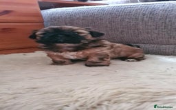 Mixed Breed dogs for sale: Two Shih tzu mix puppies for sale  - Advert 4