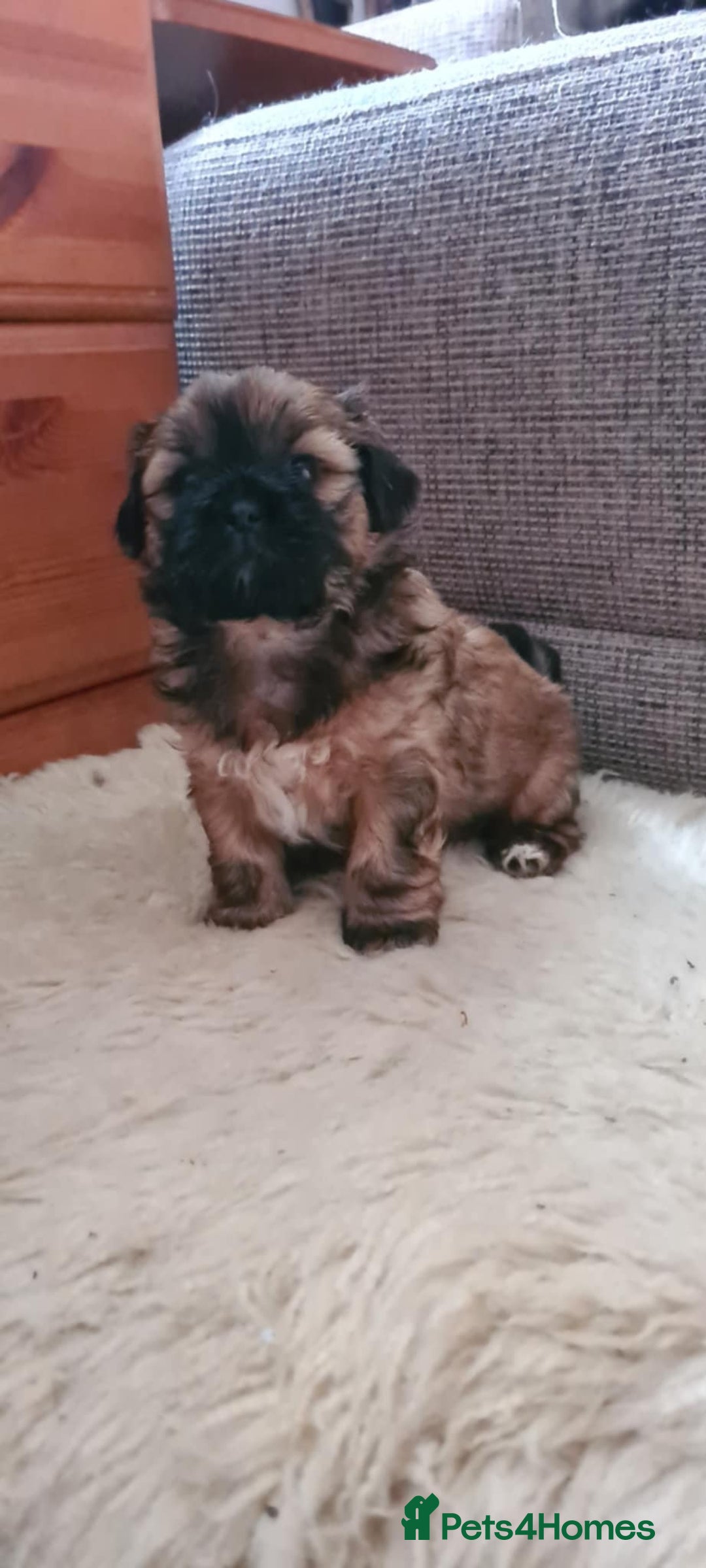 Mixed Breed dogs for sale: Two Shih tzu mix puppies for sale  - Advert 4