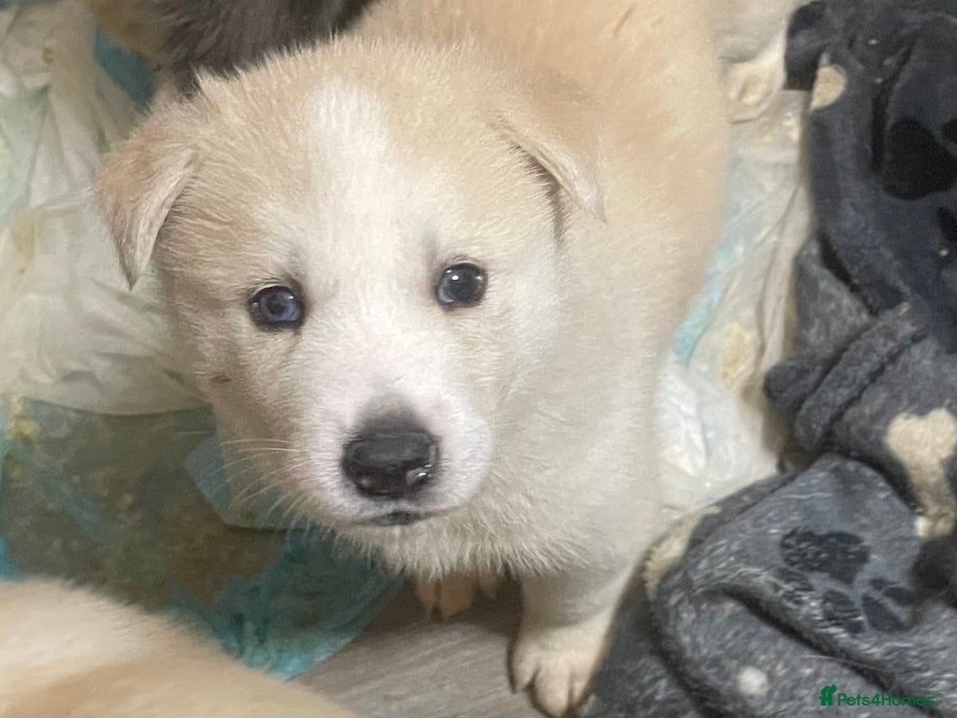 Siberian Husky dogs for sale: Beautiful Husky Puppies  - Image 1