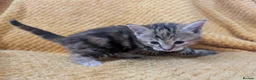 Mixed Breed cats for sale: Beautiful orange, grey and tabby kittens  - Advert 11