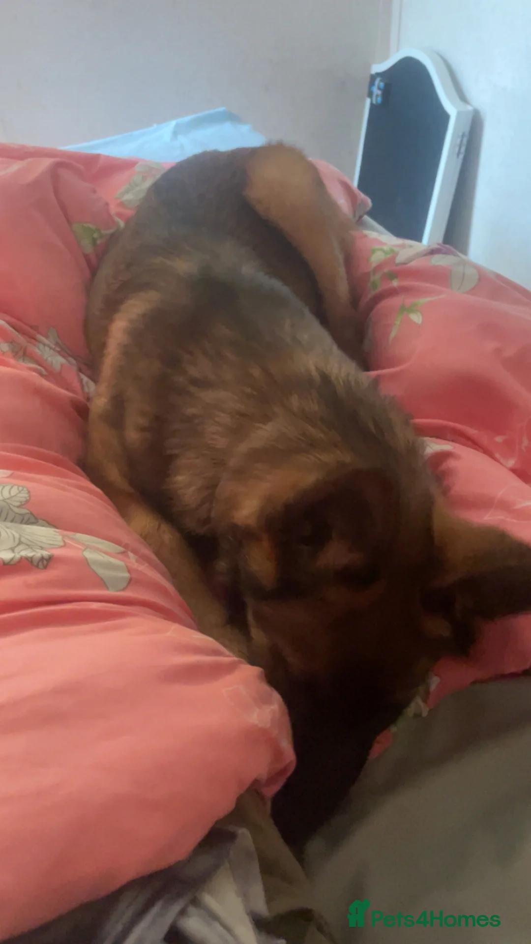 German Shepherd dogs for sale: German shepherd puppy  in Bourne - Advert 2