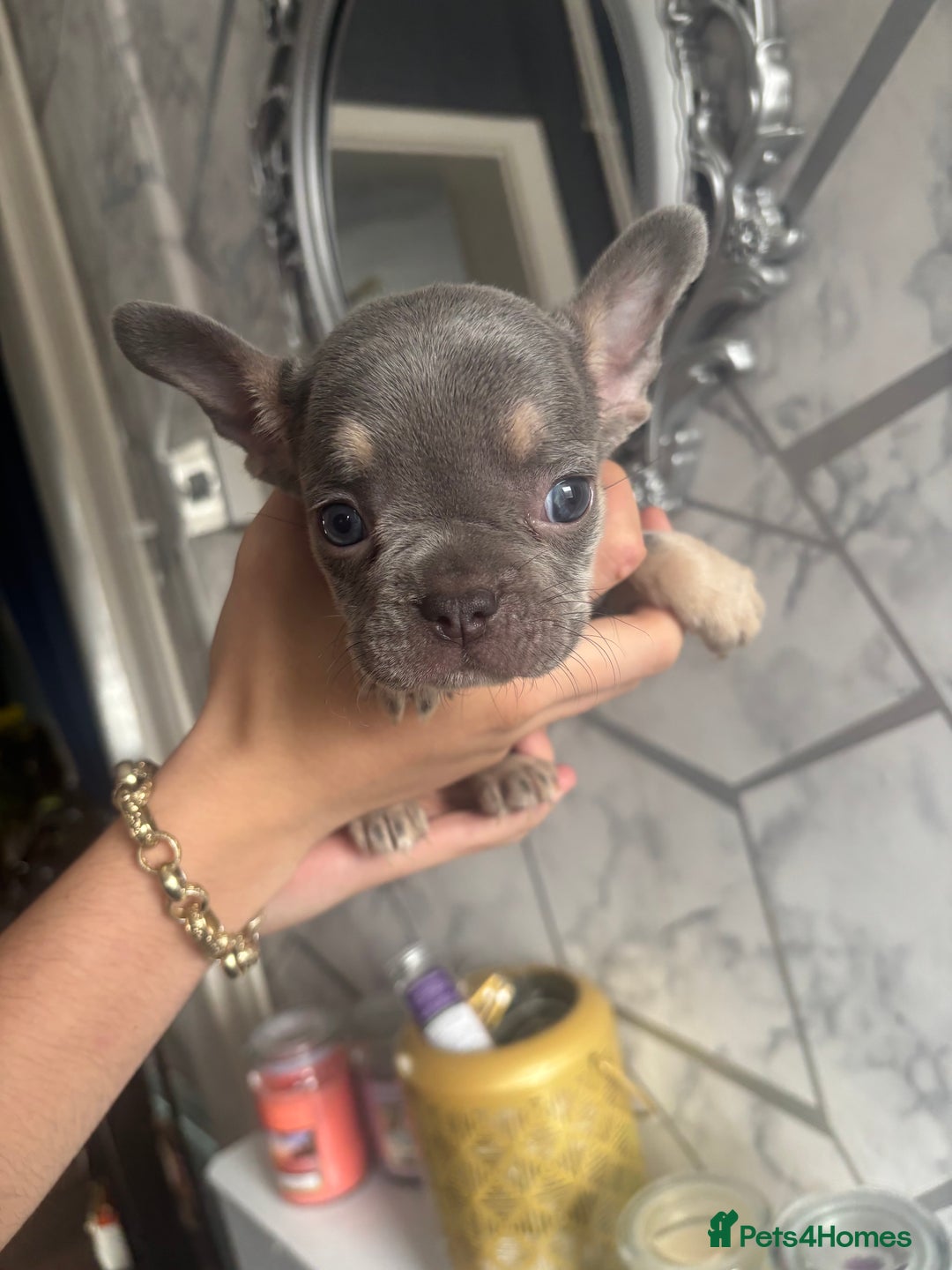 French Bulldog dogs for sale: French bulldog puppies 3 boys 2 girls  - Image 5