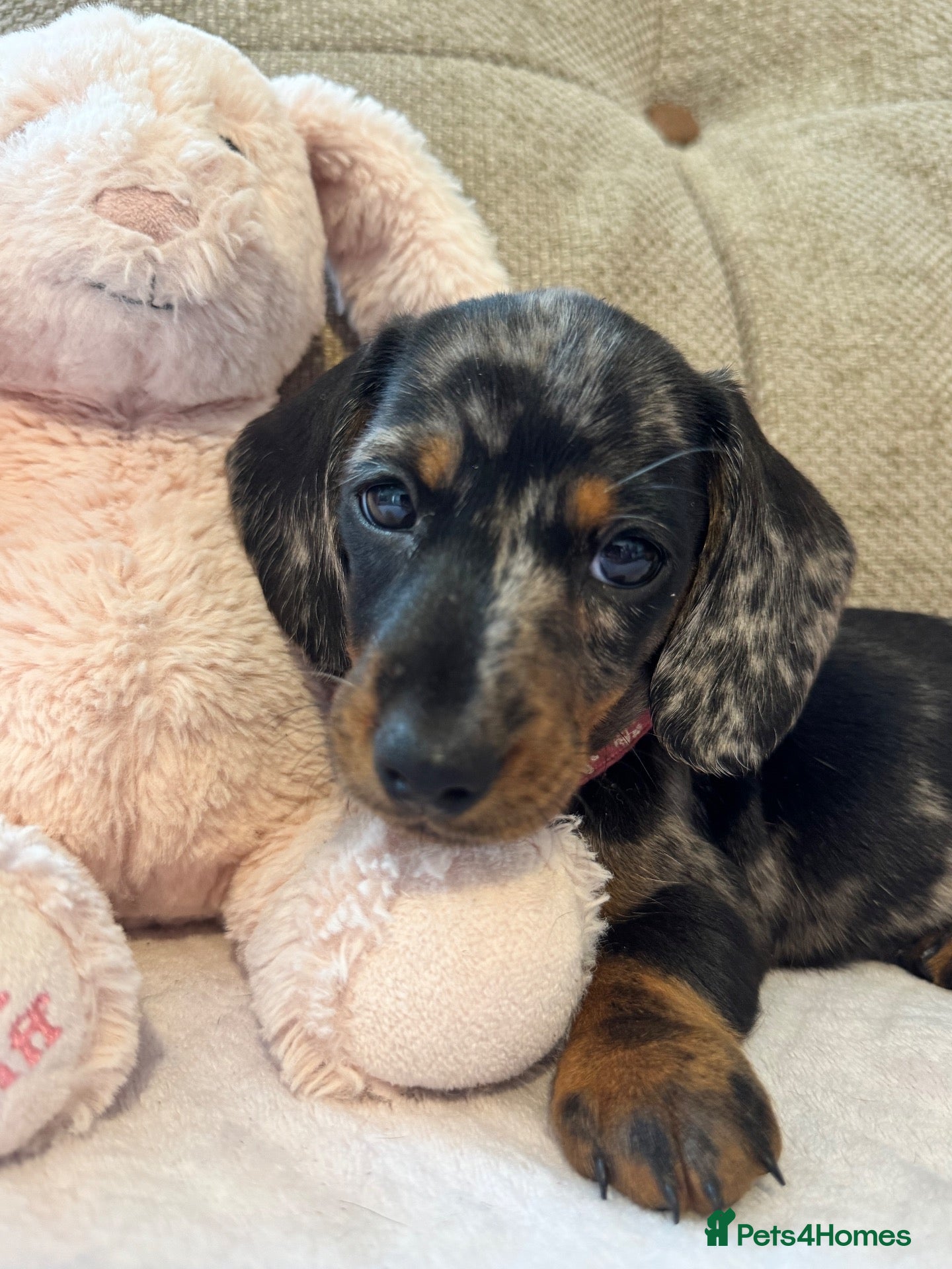 Miniature Dachshund dogs Ready Today🐾KC pedigree Mini Dachshund puppies - Advert 12