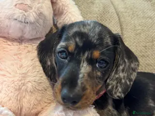 Miniature Dachshund dogs Ready Today🐾KC pedigree Mini Dachshund puppies - Advert 12