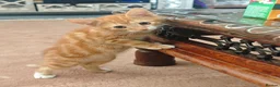 Mixed Breed cats for sale: Kitten - Advert 6