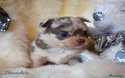 Chihuahua dogs for sale: Stunning long coat chihuahua puppies - Image 22